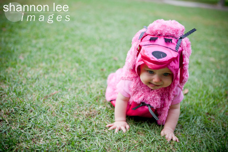 pink poodle pink poodle
