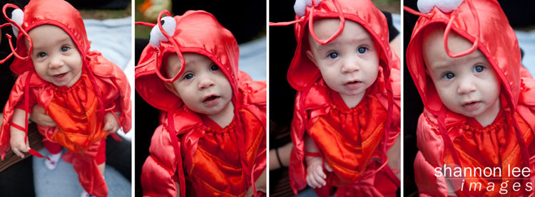 lobster lobster
