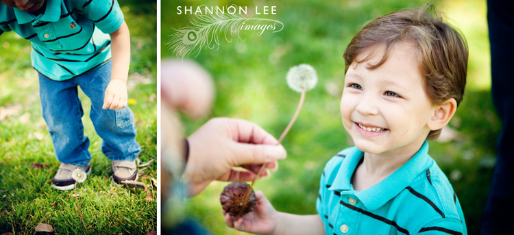 dandelion dandelion