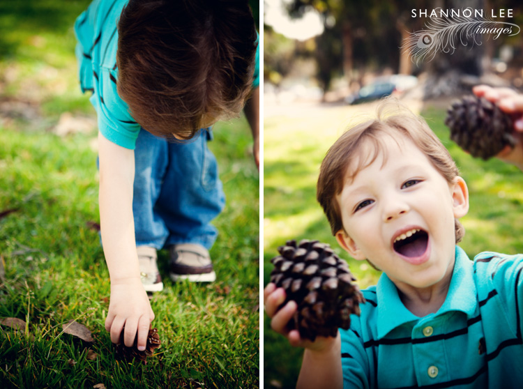 pinecone pinecone