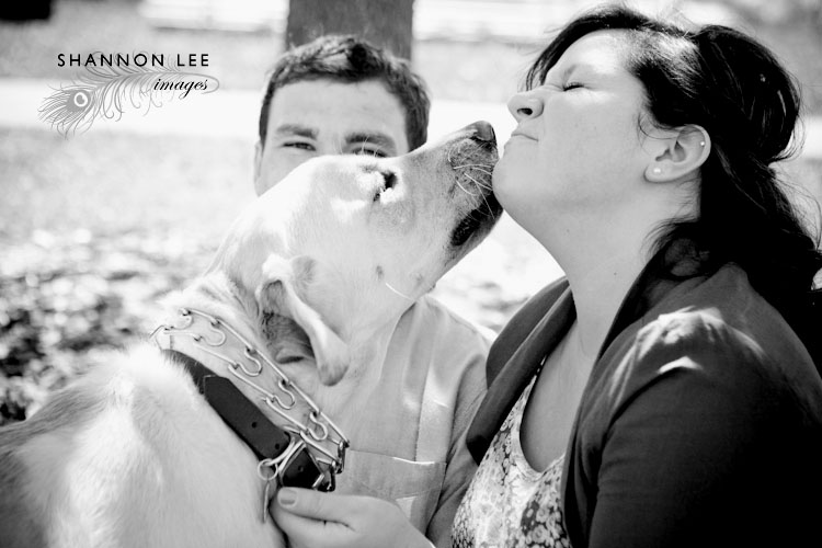 st louis dog photographer