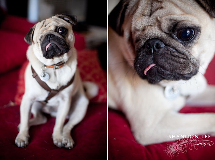 pug2-l