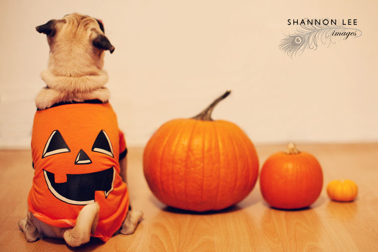 pug halloween pumpkin