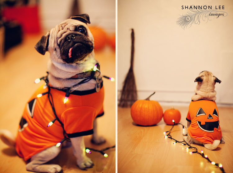 halloween pug