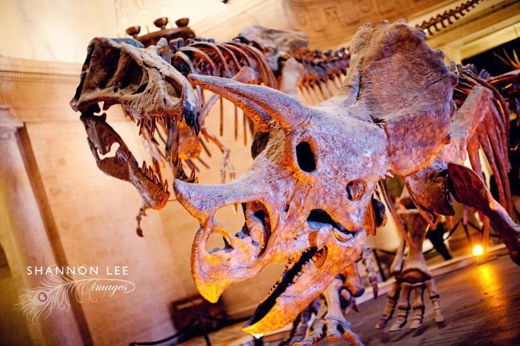 nhm-blog-4006-l