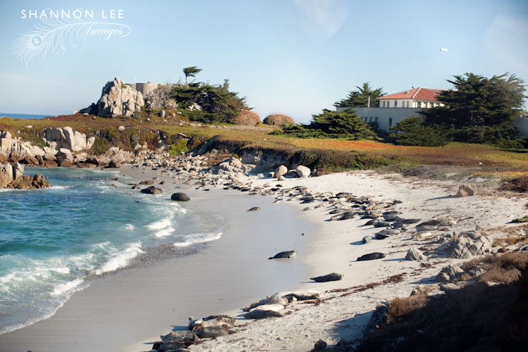 monterey-blog-408