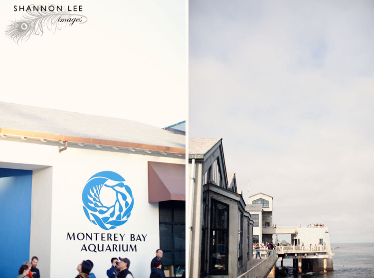 monterey-blog-410