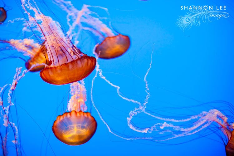 monterey-blog-414