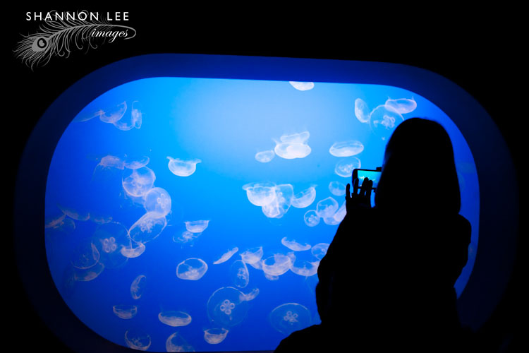 monterey-blog-415