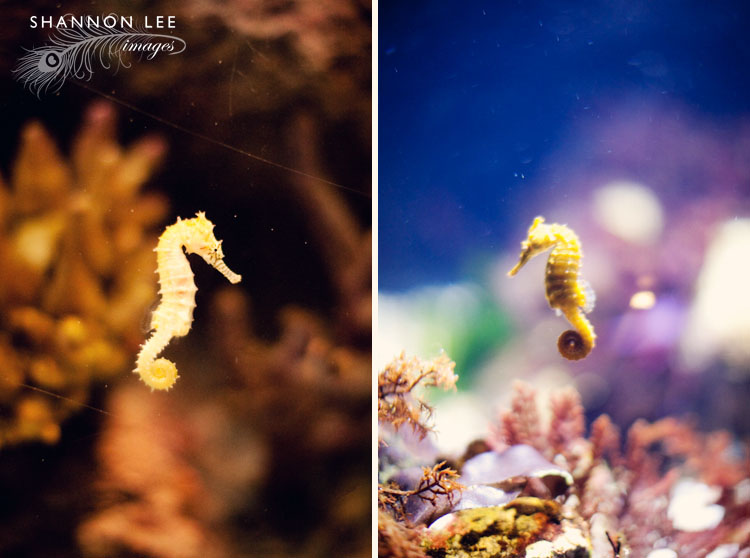 monterey-blog-416