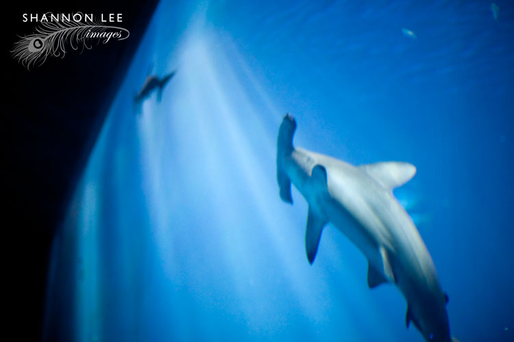 monterey-blog-417