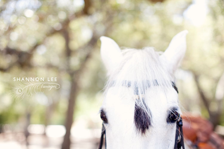 horse-blog-407