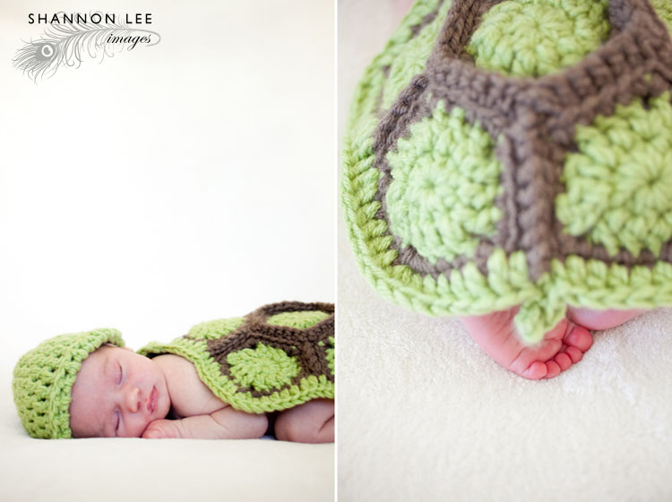 newborn turtle
