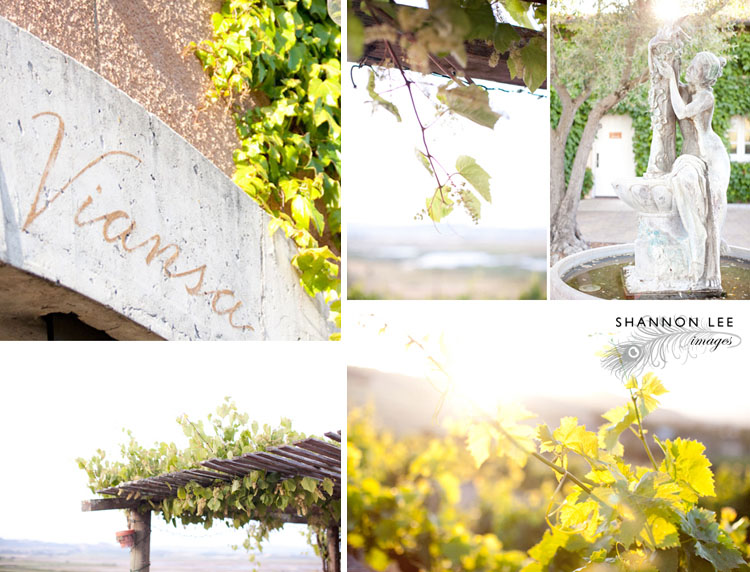 viansa winery wedding photographer