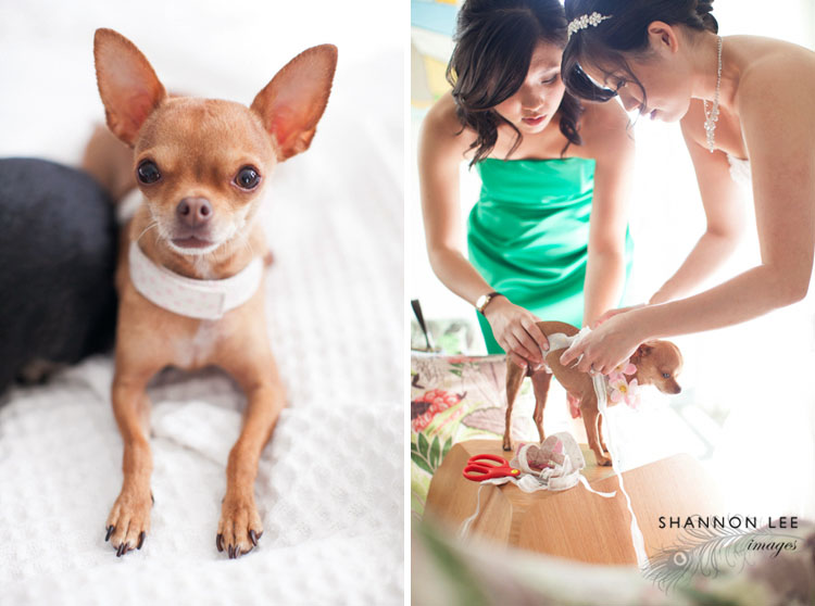 chihuahua wedding