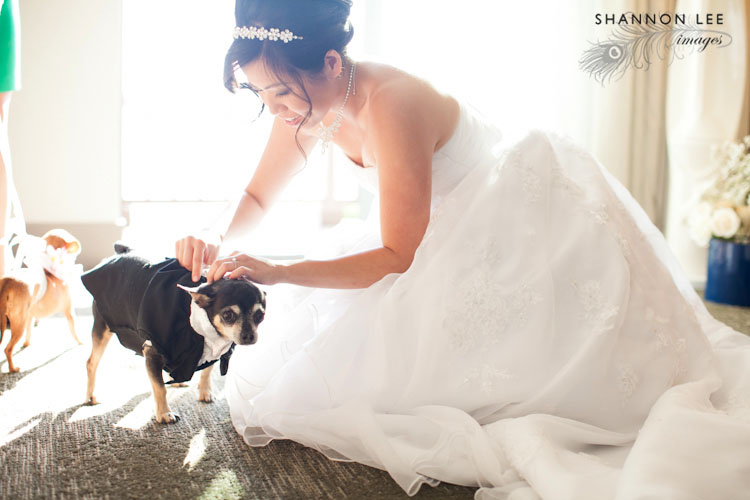 chihuahua dogs in wedding