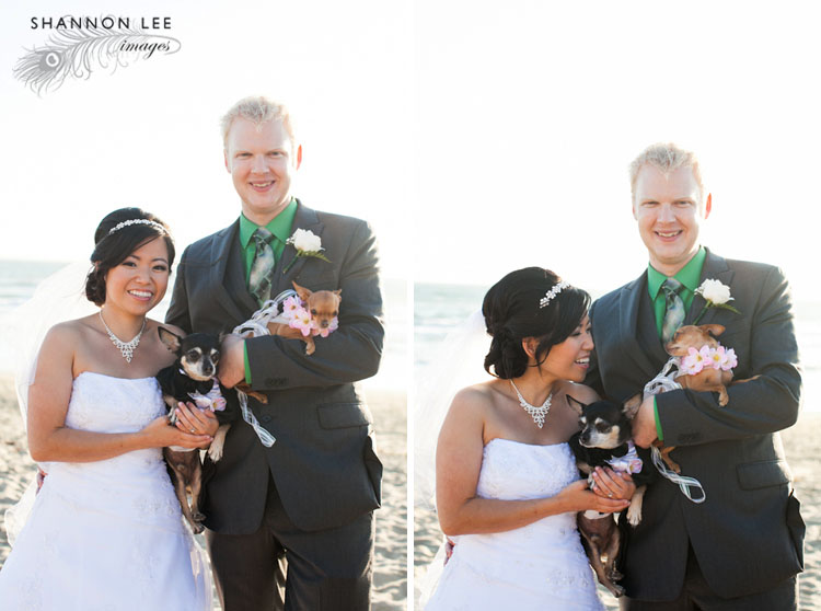 wedding chihuahuas