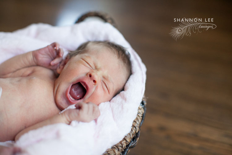 glendale newborn photography