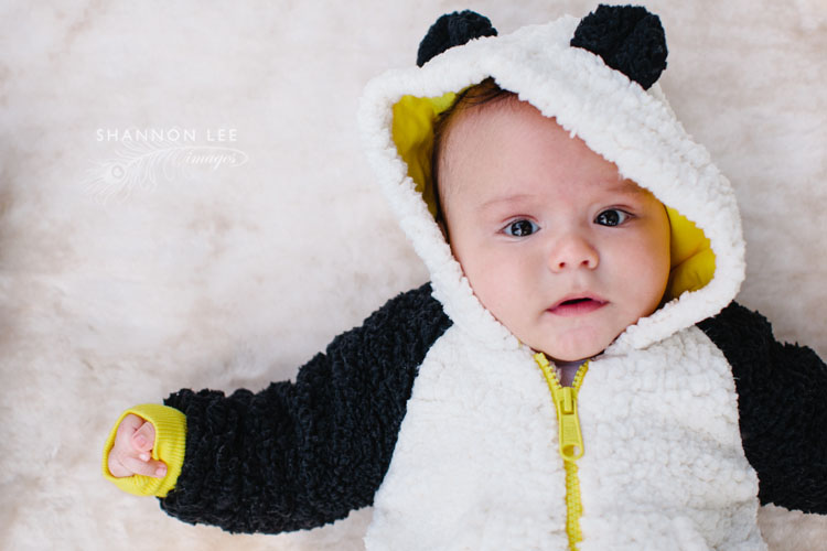 baby panda