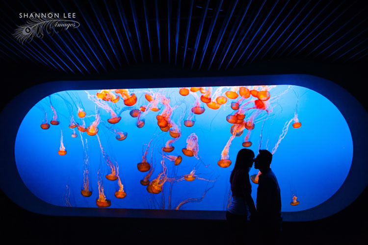 monterey aquarium engagement photographer
