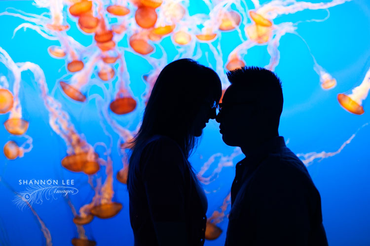 jellyfish at monterey bay engagement photographer