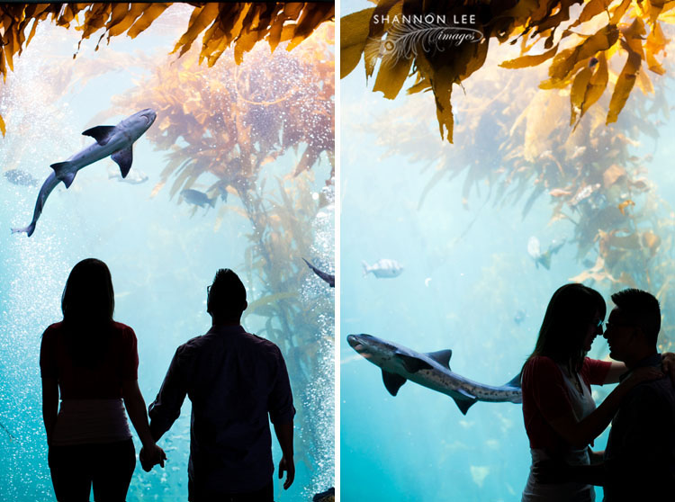 engagement photographer monterey bay aquarium
