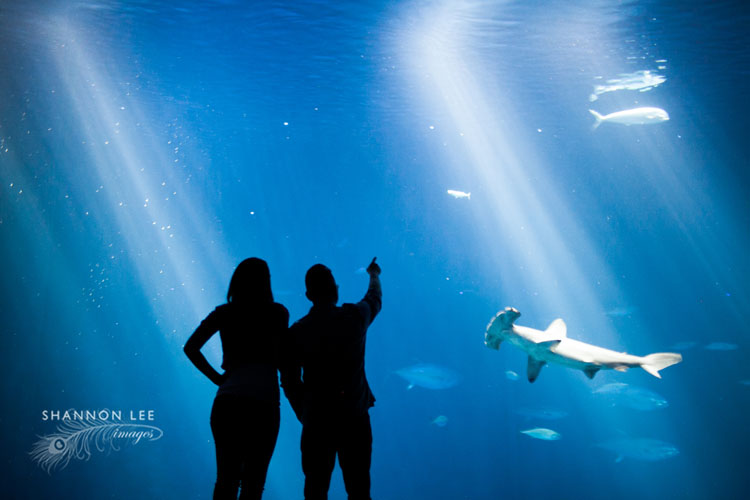 monterey bay wedding photographer