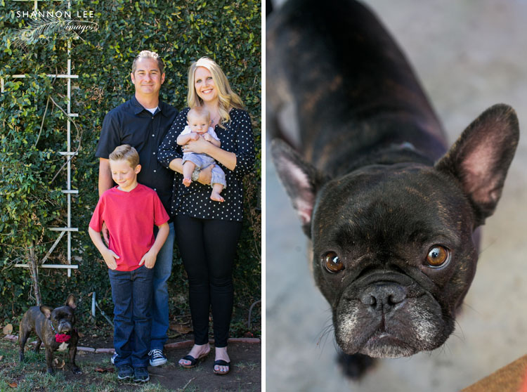 burbank dog photographer
