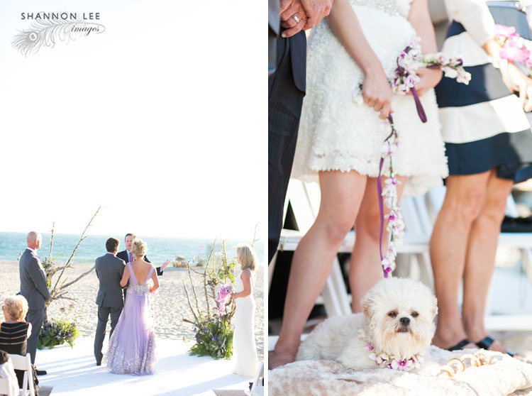 dog flower girl dog ring bear