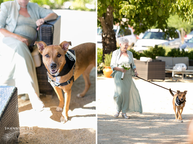 dog as ring bear wedding