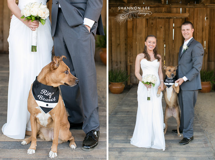 wedding dog
