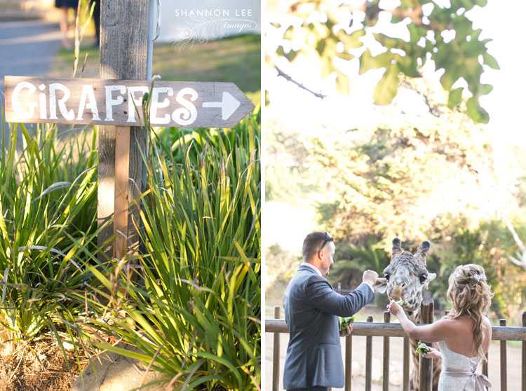 santa-barbara-zoo-wedding-photographer-142 giraffe feeding santa barbara zoo