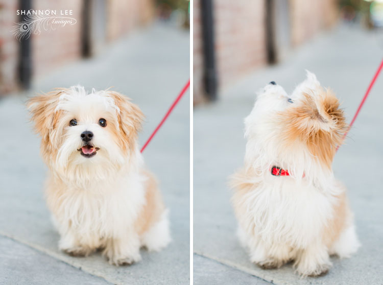 pasadena-family-photographer-114